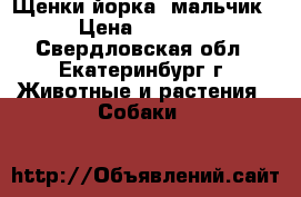 Щенки йорка (мальчик) › Цена ­ 20 000 - Свердловская обл., Екатеринбург г. Животные и растения » Собаки   